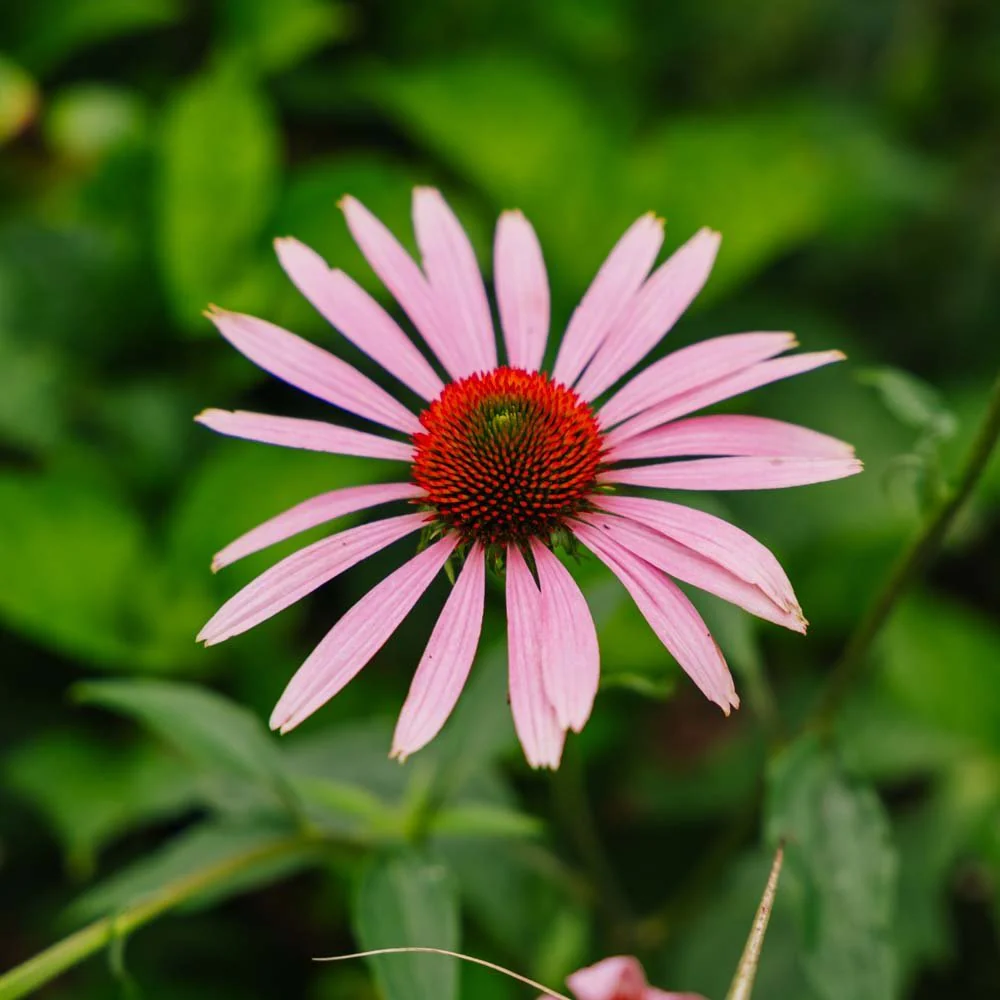 Miniatyrbild 3